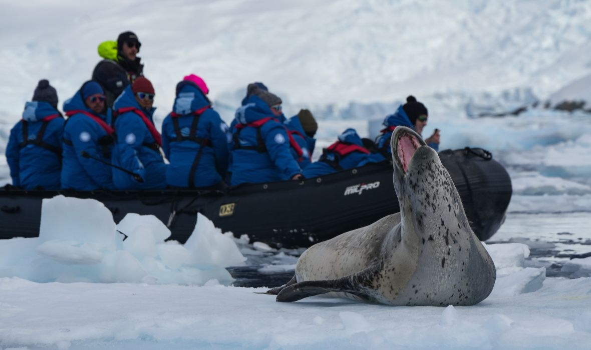 Leopard Seal by George Duffield