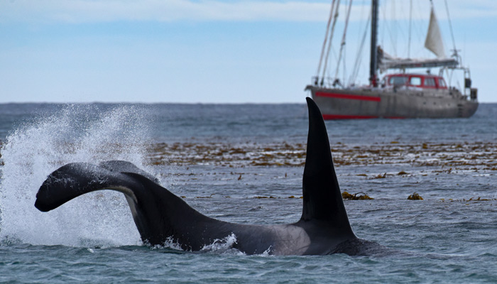 Typical Falkland Anchorage