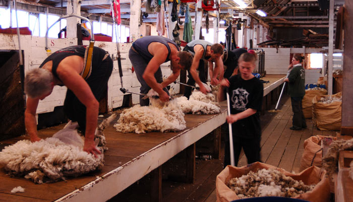 Sheep shearing Port Howard